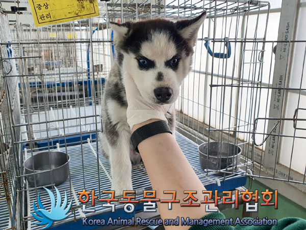 종료(반환) 시베리…